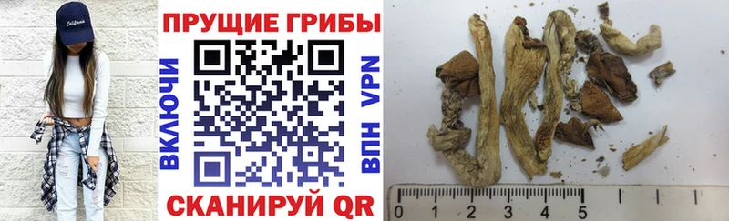 Купить  Каргат  Галлюциногенные грибы прущие грибы 